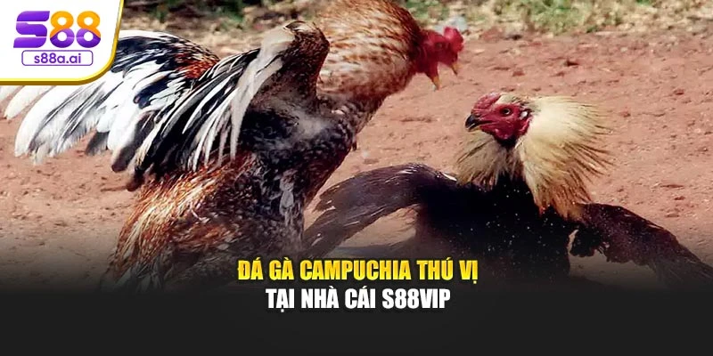 Đá gà Campuchia thú vị tại nhà cái S88vip