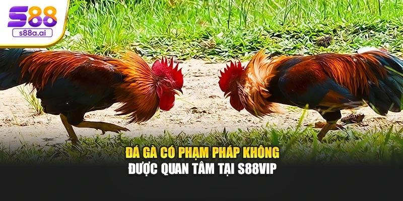 Đá gà có phạm pháp không được quan tâm tại S88vip