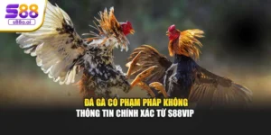Đá Gà Có Phạm Pháp Không – Thông Tin Chính Xác Từ S88vip 