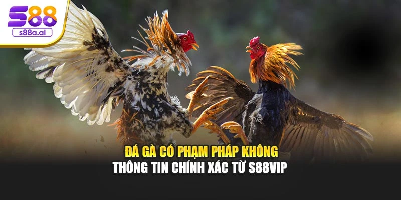 Đá Gà Có Phạm Pháp Không – Thông Tin Chính Xác Từ S88vip 