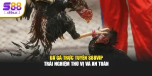 Đá Gà Trực Tuyến S88vip – Trải Nghiệm Thú Vị Và An Toàn