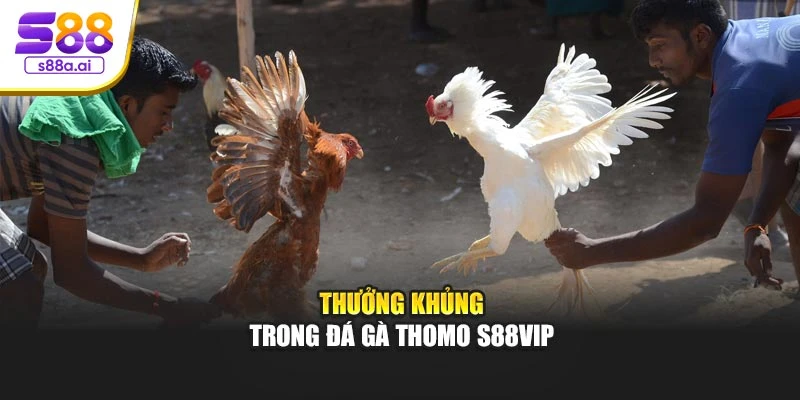 Thưởng khủng trong đá gà Thomo S88vip