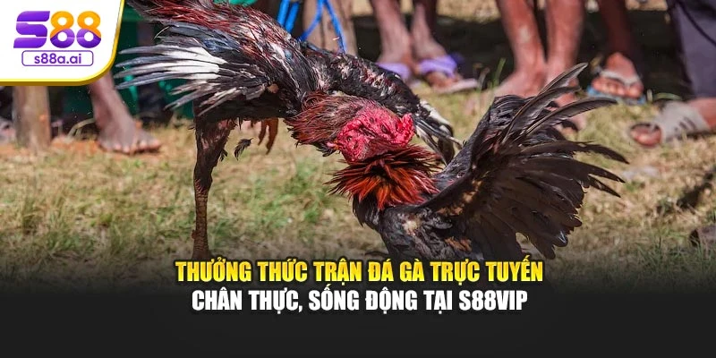 Thưởng thức trận đá gà trực tuyến chân thực, sống động tại S88vip